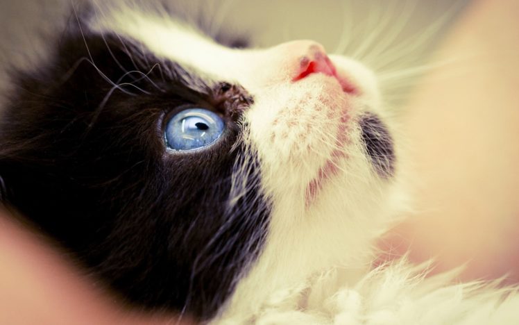 kitten, Cat, Baby, Eyes HD Wallpaper Desktop Background