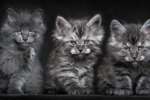kitten, Cat, Baby