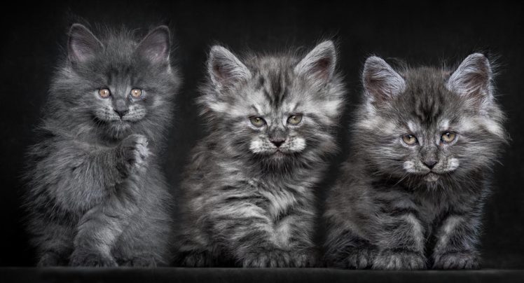 kitten, Cat, Baby HD Wallpaper Desktop Background