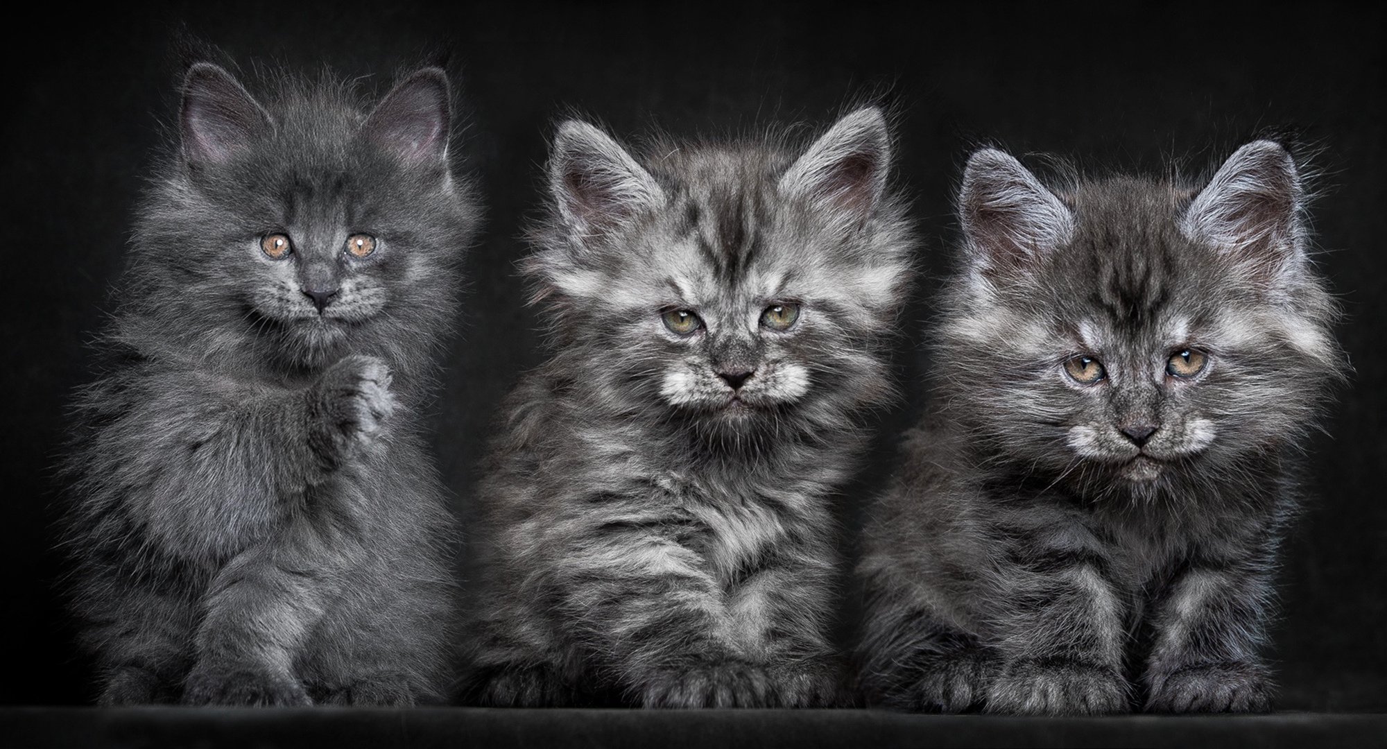 kitten, Cat, Baby Wallpaper