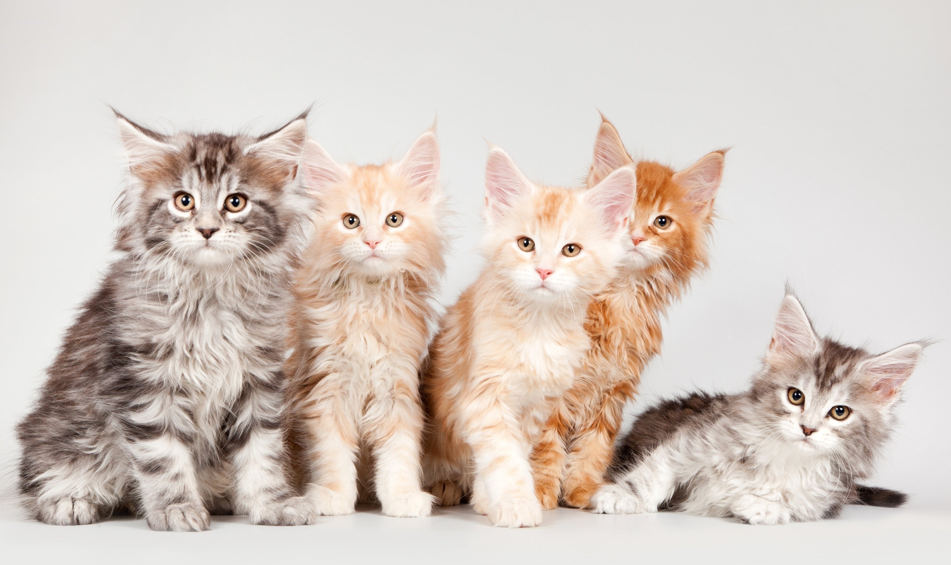 kitten, Cat, Baby Wallpaper