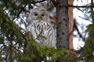owl, Tree, Forest