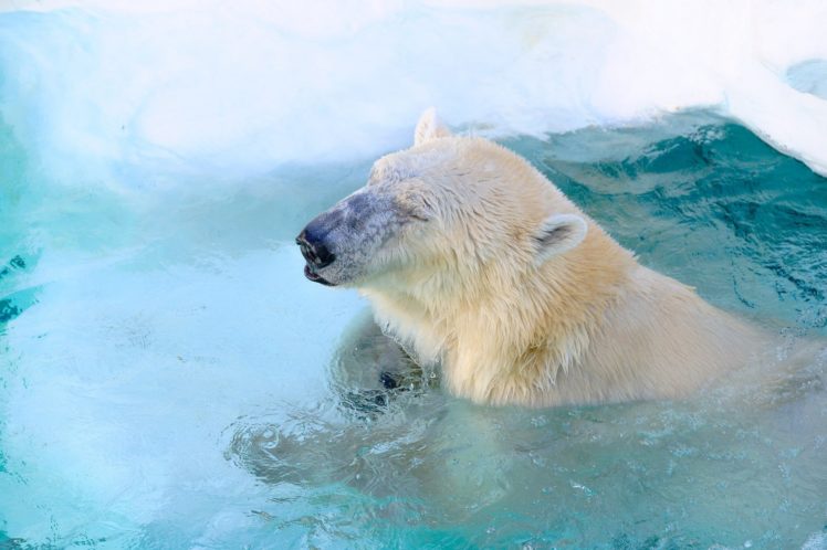 polar, Bear, Bear, Wolf, Zoo, Face, Pool, Swimming HD Wallpaper Desktop Background