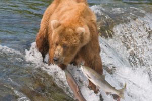 predator, River, Bear