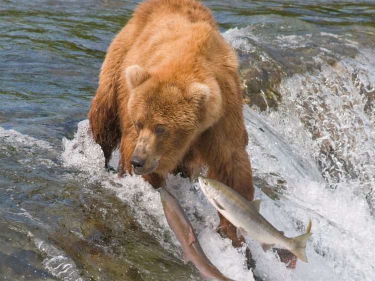 predator, River, Bear HD Wallpaper Desktop Background