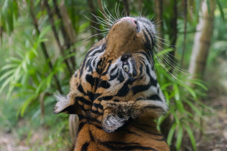 tiger, Wild, Cat, Carnivore, Muzzle, Whiskers HD Wallpaper Desktop Background