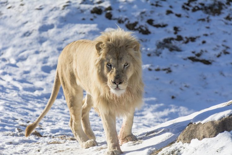 white, Lion, Lion, Wild, Cat, Carnivore, Muzzle, Mane, Zoo, Snow HD Wallpaper Desktop Background