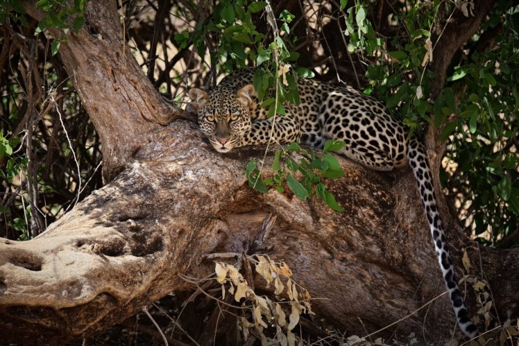 leopard, Wild, Cat, Carnivore, Muzzle HD Wallpaper Desktop Background
