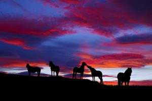 sunset, Horses, Cloud, Landscape, Nature, Wild