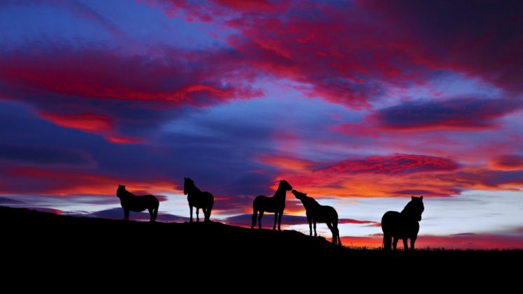 sunset, Horses, Cloud, Landscape, Nature, Wild HD Wallpaper Desktop Background