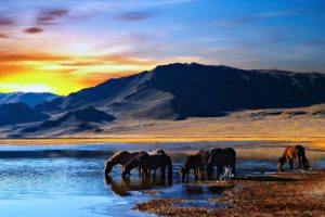 horses, Landscapes, Lake, Nature, Mountains, Water, Sunrise