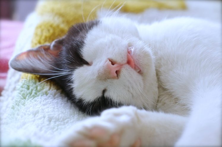 sleep, Cats, Pets, Funny, Lovely, Animales, Bed, My, Beautiful HD Wallpaper Desktop Background