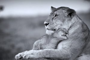 cats, Wild, Lioness, Mother, Son, Cub, Predators, Animales, Life, Tenderness