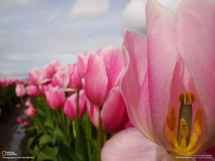 tulips, National, Geographic HD Wallpaper Desktop Background