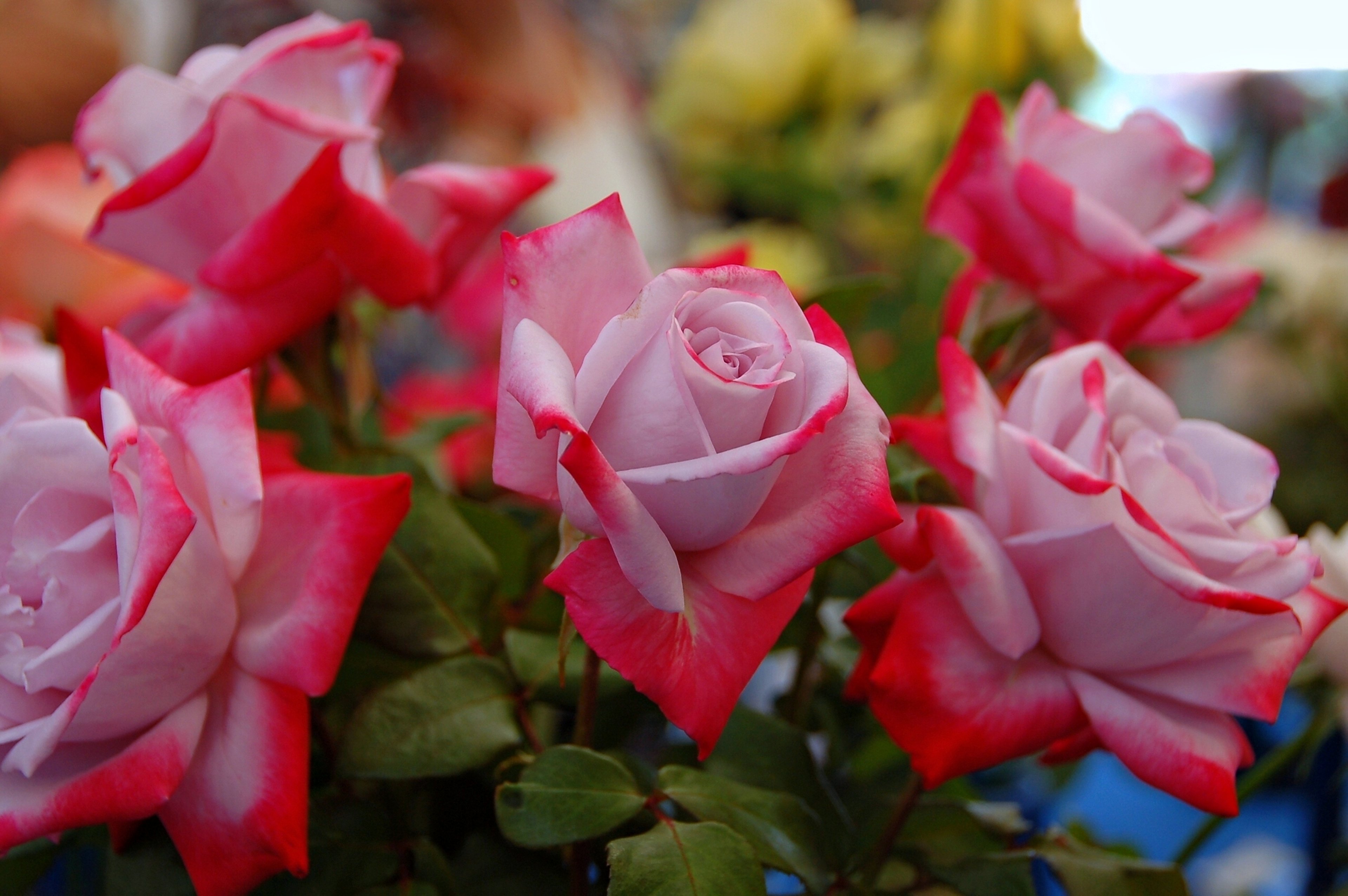 Фотки красивых роз