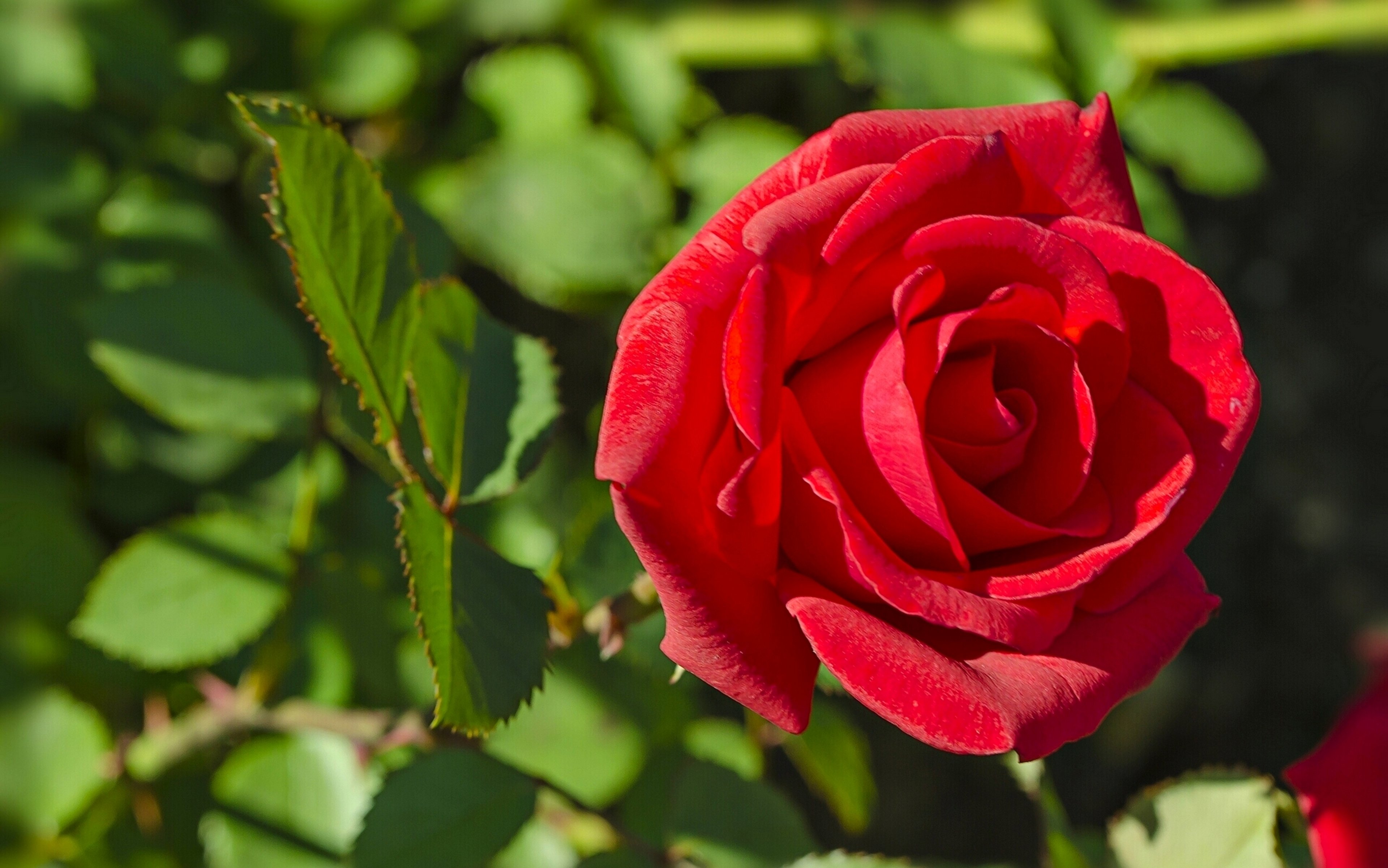 Colors Emotions Flowers Life Love Nature Perfume 