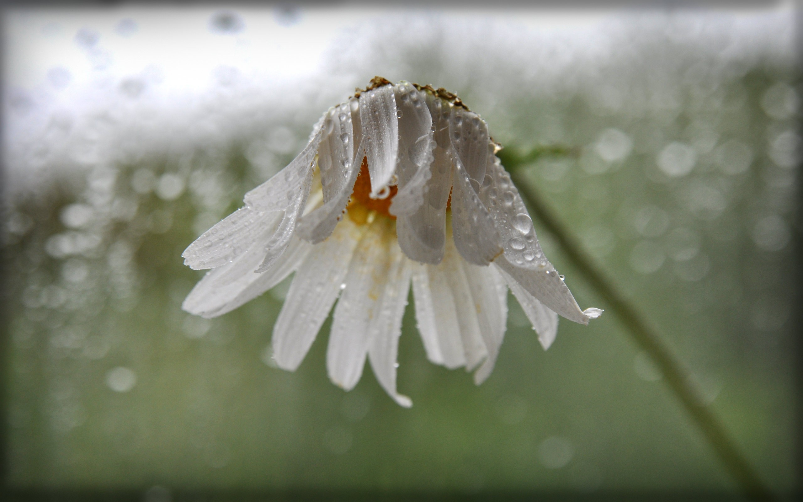 rain, Daisy Wallpaper