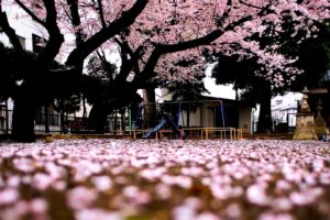 sakura, Tree, Spring, Japan