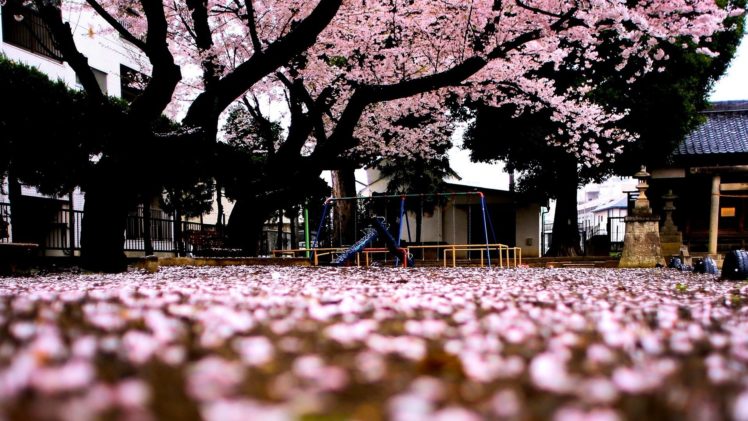 sakura, Tree, Spring, Japan HD Wallpaper Desktop Background