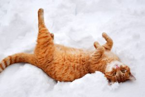 cat, Animal, Cute, Snow, Winter, Mood