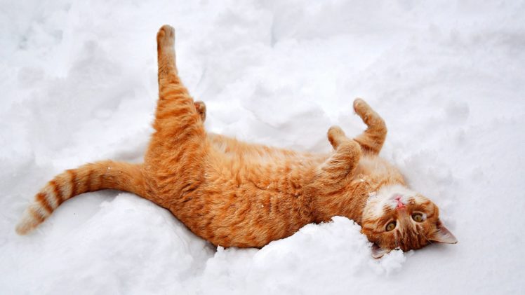 cat, Animal, Cute, Snow, Winter, Mood HD Wallpaper Desktop Background