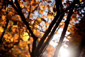 tree, Autumn, Landscape, Sunlight, Forest