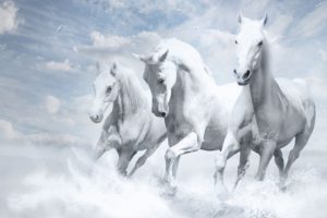 white, Horse wallpaper 10371683