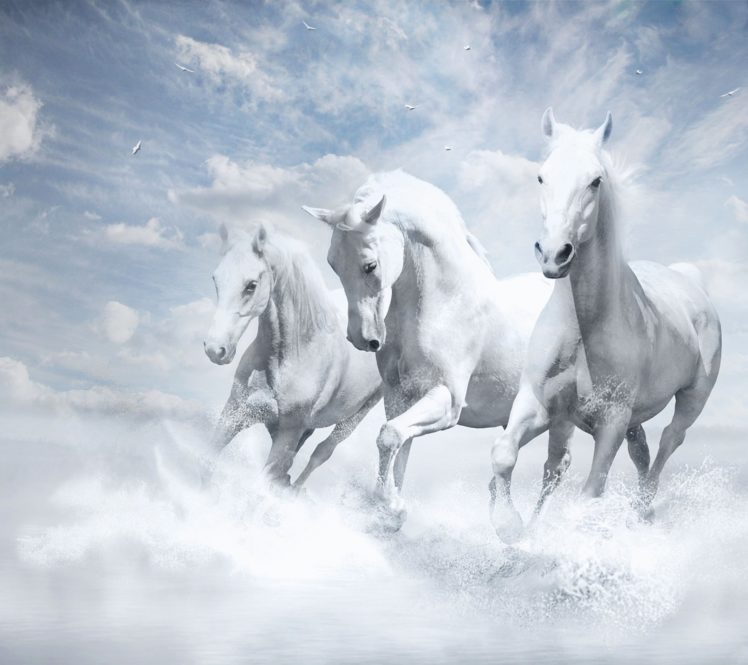 white, Horse wallpaper 10371683 Wallpapers HD / Desktop and Mobile  Backgrounds