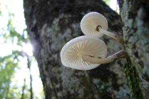white, Mushrooms
