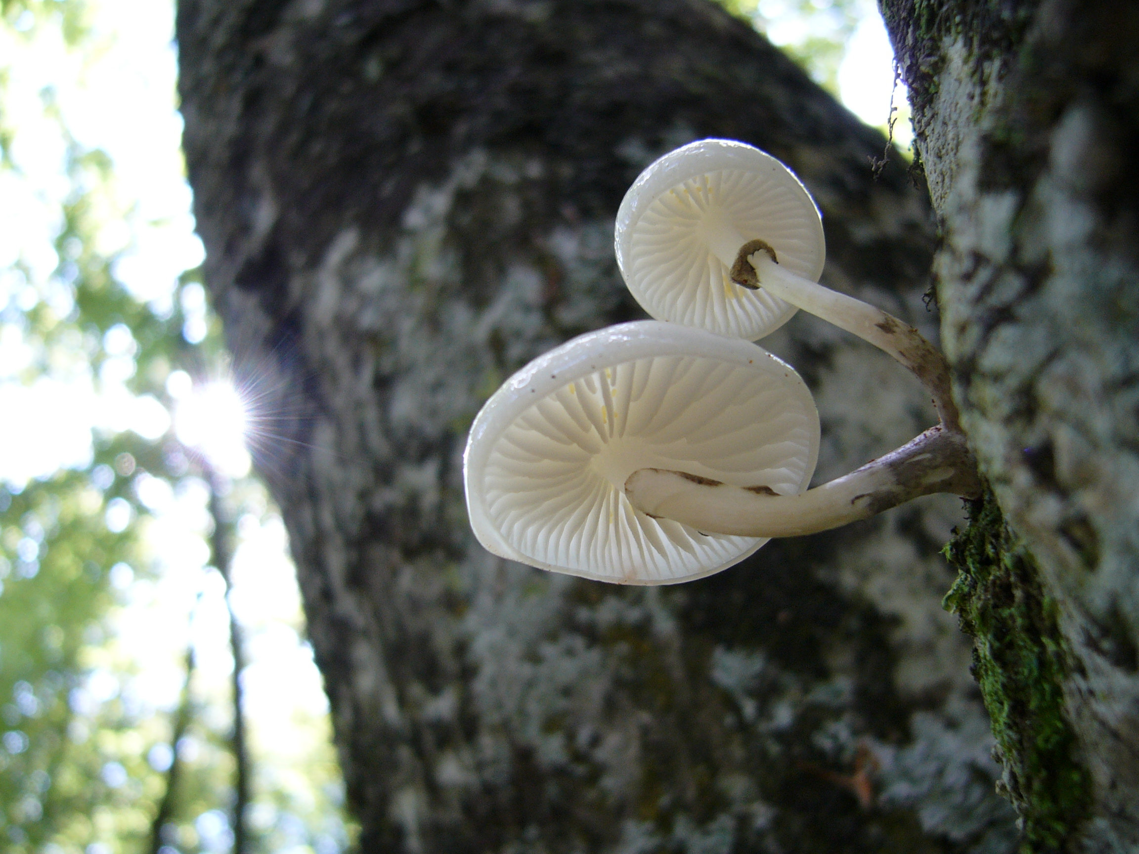 white, Mushrooms Wallpaper