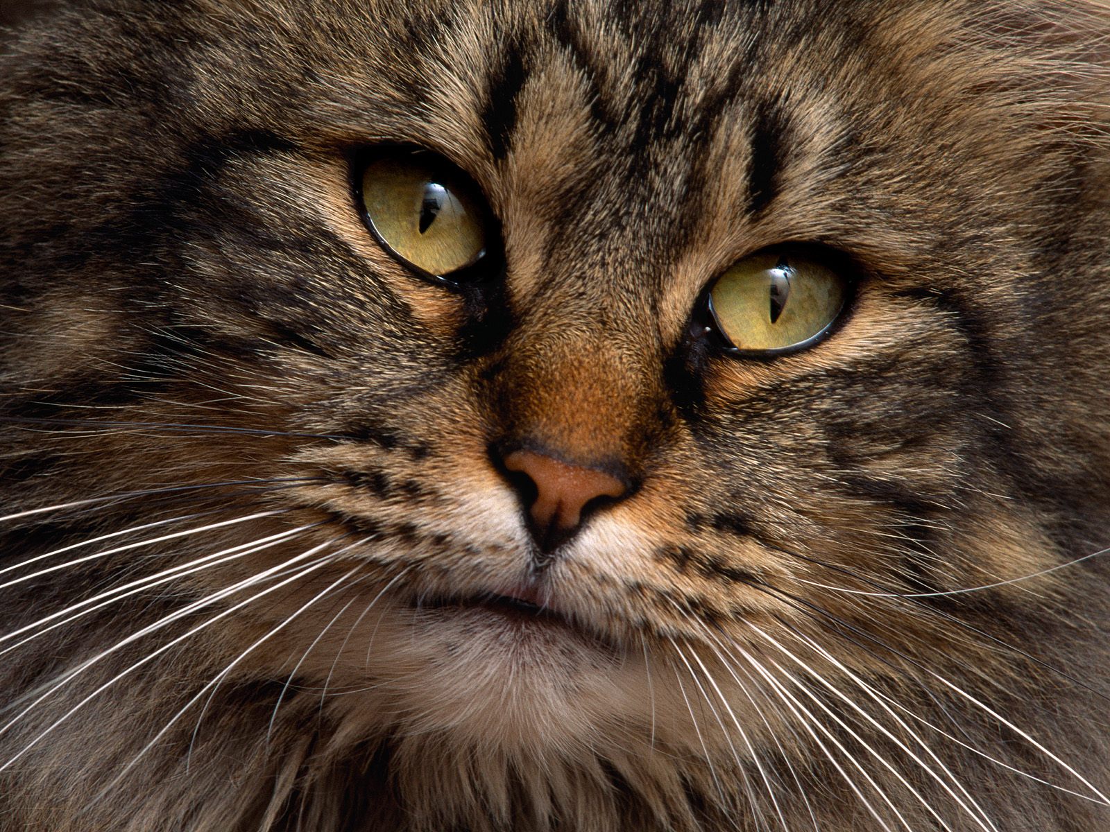 cats, Animals Wallpaper