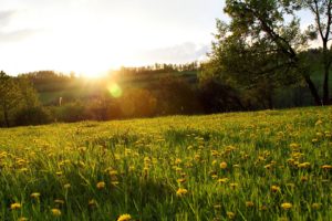 landscapes, Nature, Fields, Land, Yellow, Flowers