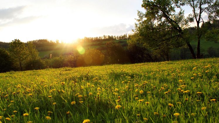 landscapes, Nature, Fields, Land, Yellow, Flowers HD Wallpaper Desktop Background