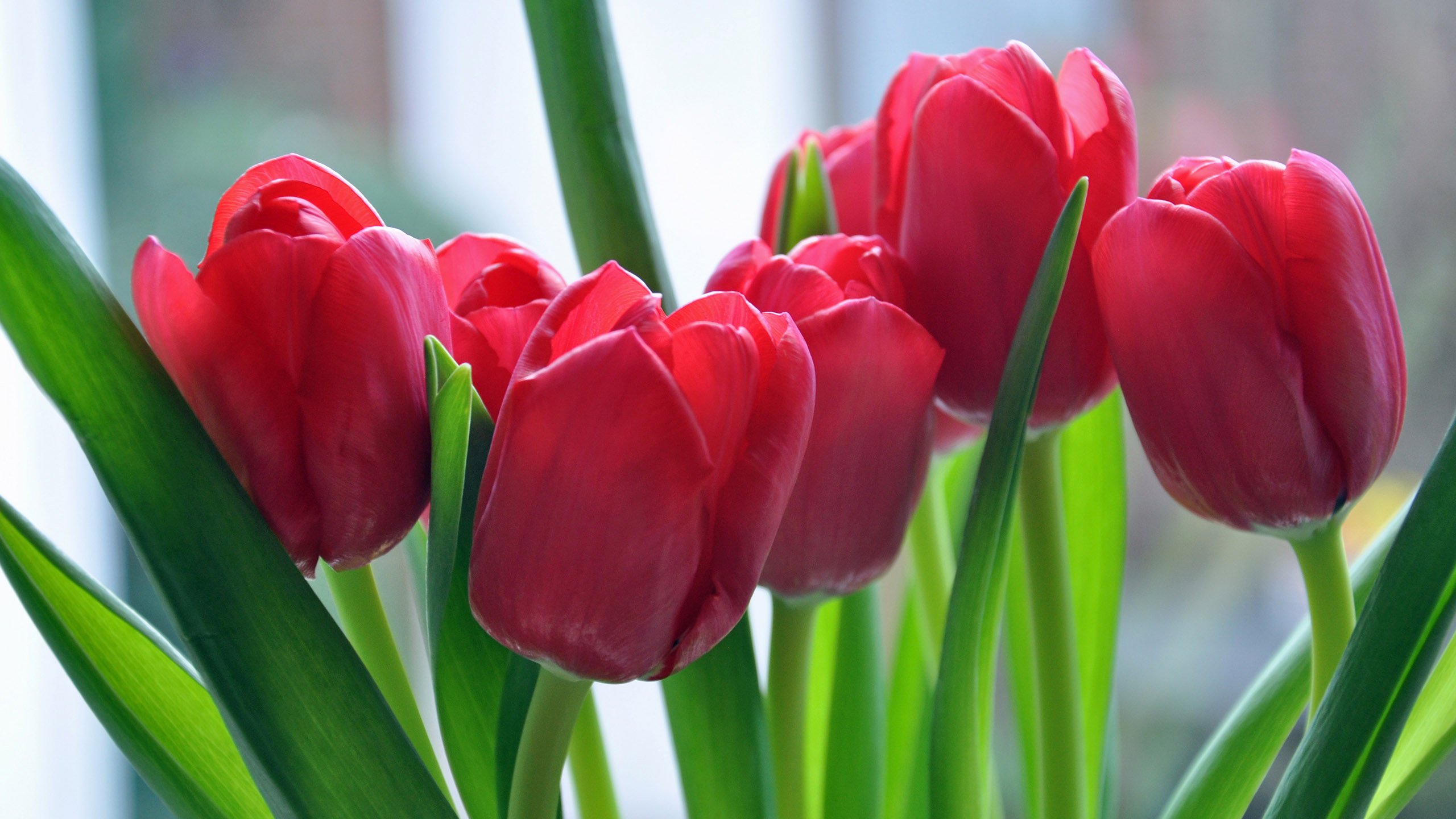 tulips Wallpaper