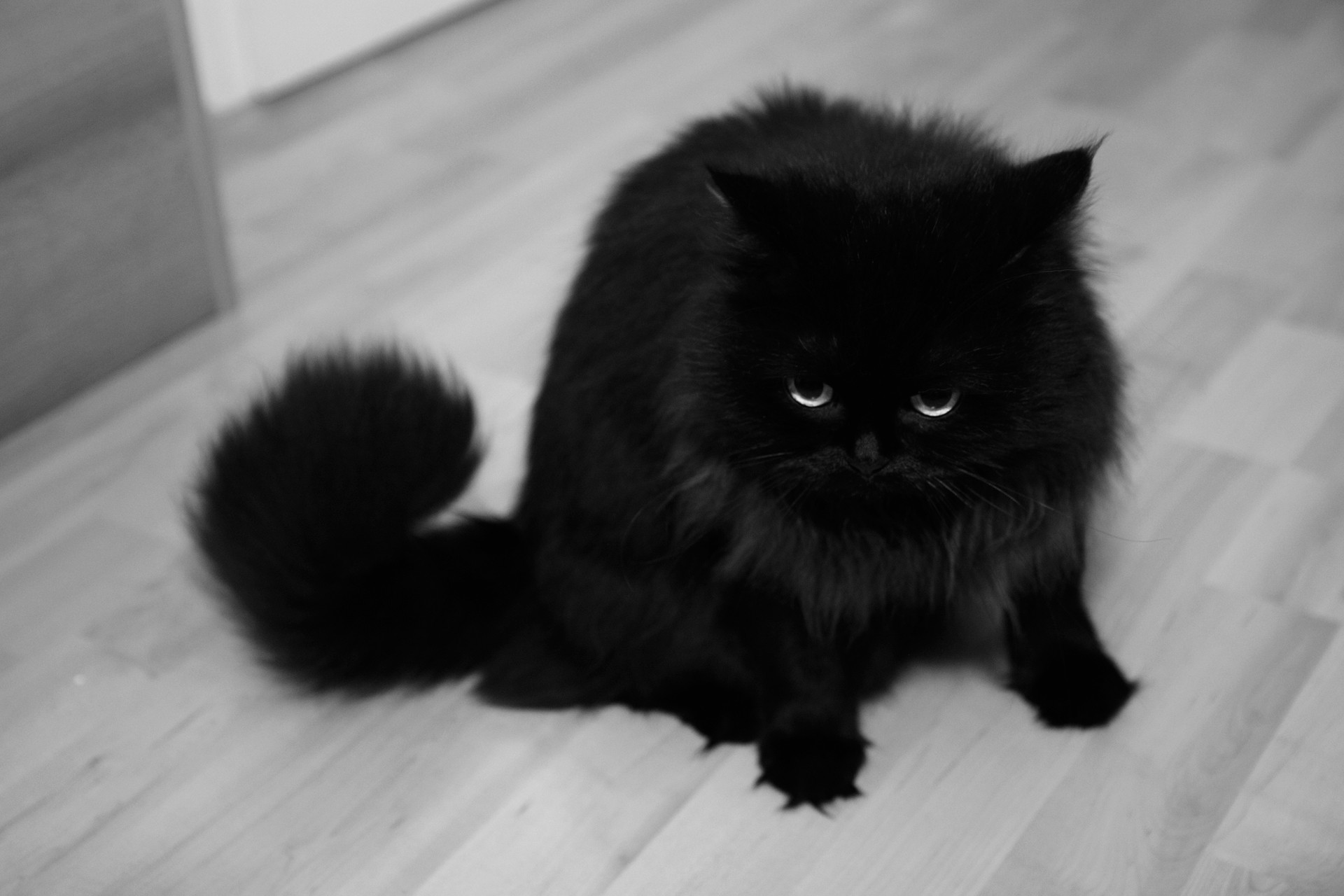 black, And, White, Eyes, Black, Cats, Animals, Fur Wallpaper