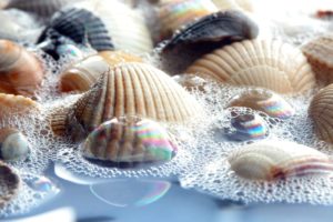 sea, Shells