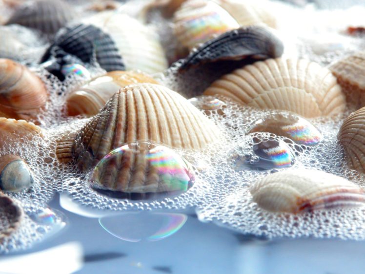 sea, Shells HD Wallpaper Desktop Background
