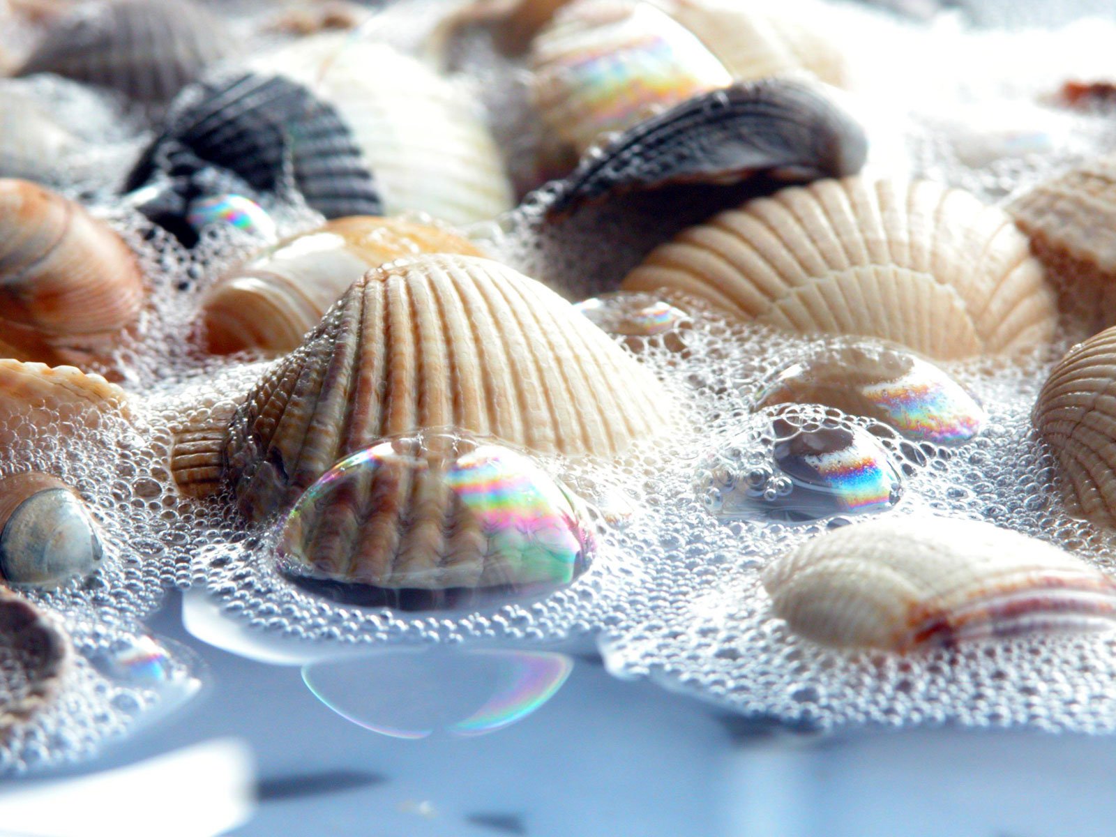 sea, Shells Wallpaper