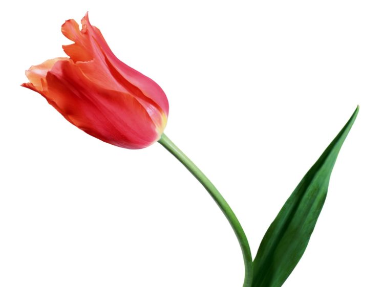 flowers, Tulips HD Wallpaper Desktop Background