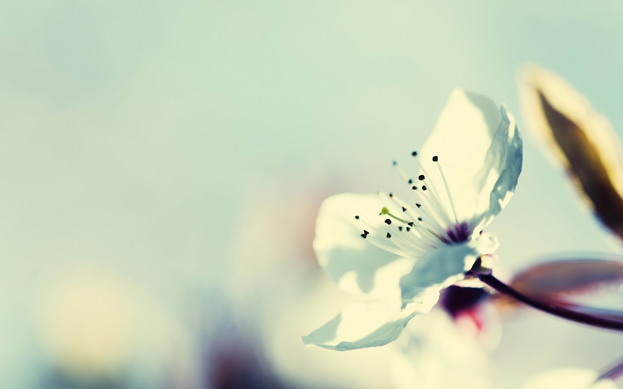 flowers Wallpaper