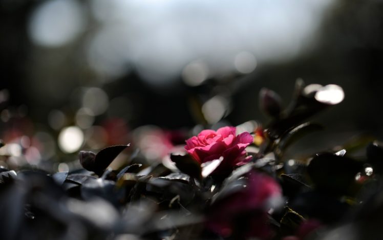 plants, Pink, Rose, Sea HD Wallpaper Desktop Background
