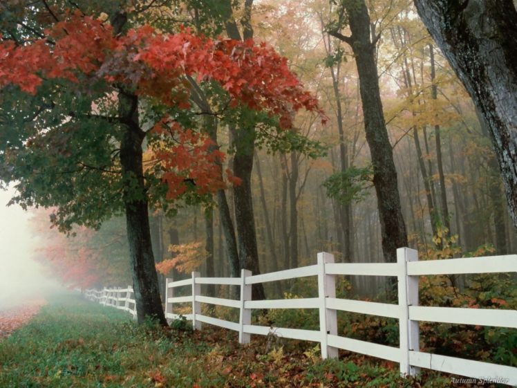 landscapes, Nature, Autumn HD Wallpaper Desktop Background
