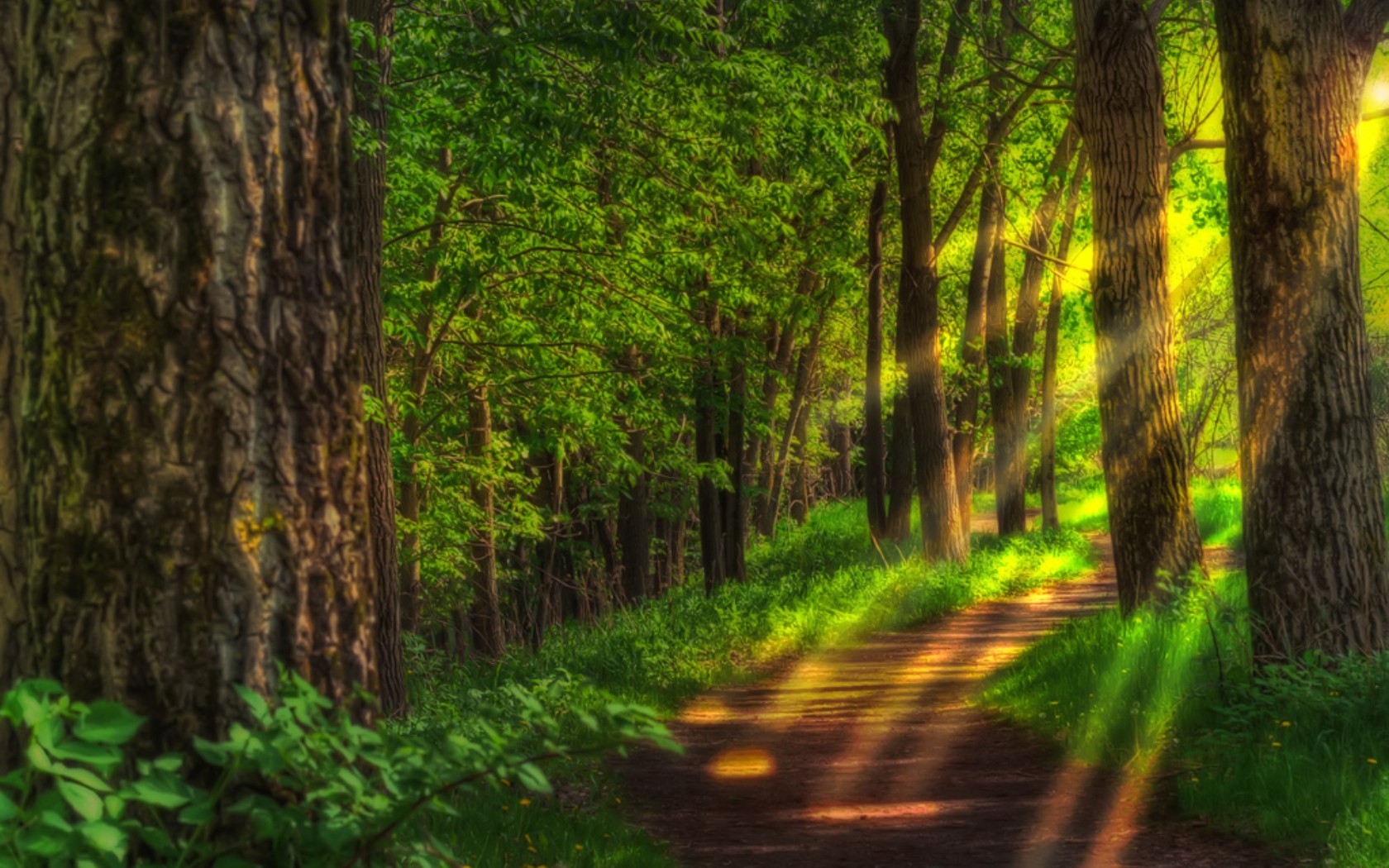 landscapes, Forest, Hdr, Photography Wallpaper