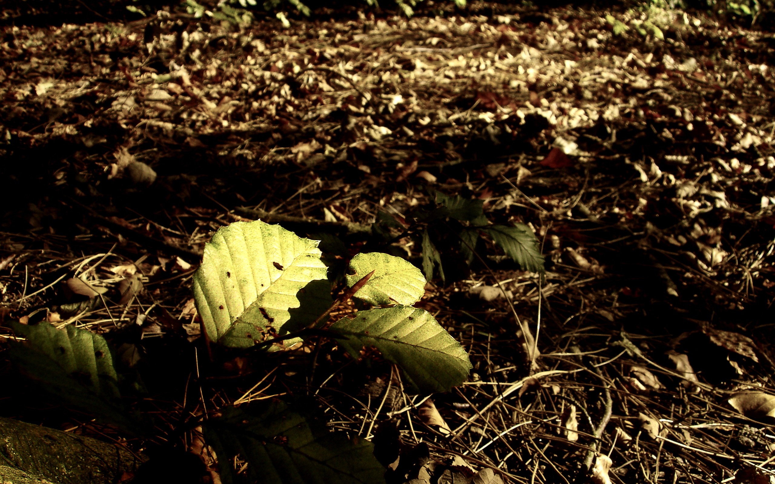 autumn,  season , Forest, Leaves, Fallen, Leaves Wallpaper