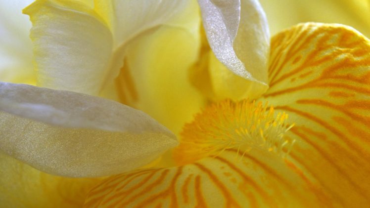 flowers, Macro, Pollen, Yellow, Flowers, Irises HD Wallpaper Desktop Background