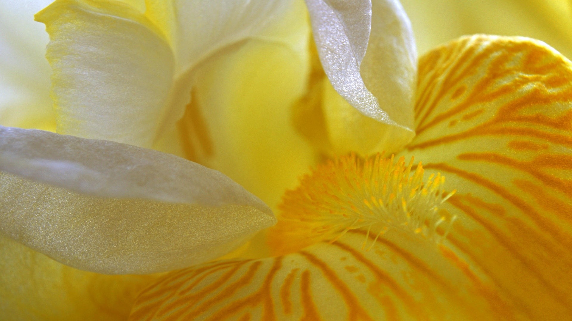 flowers, Macro, Pollen, Yellow, Flowers, Irises Wallpaper