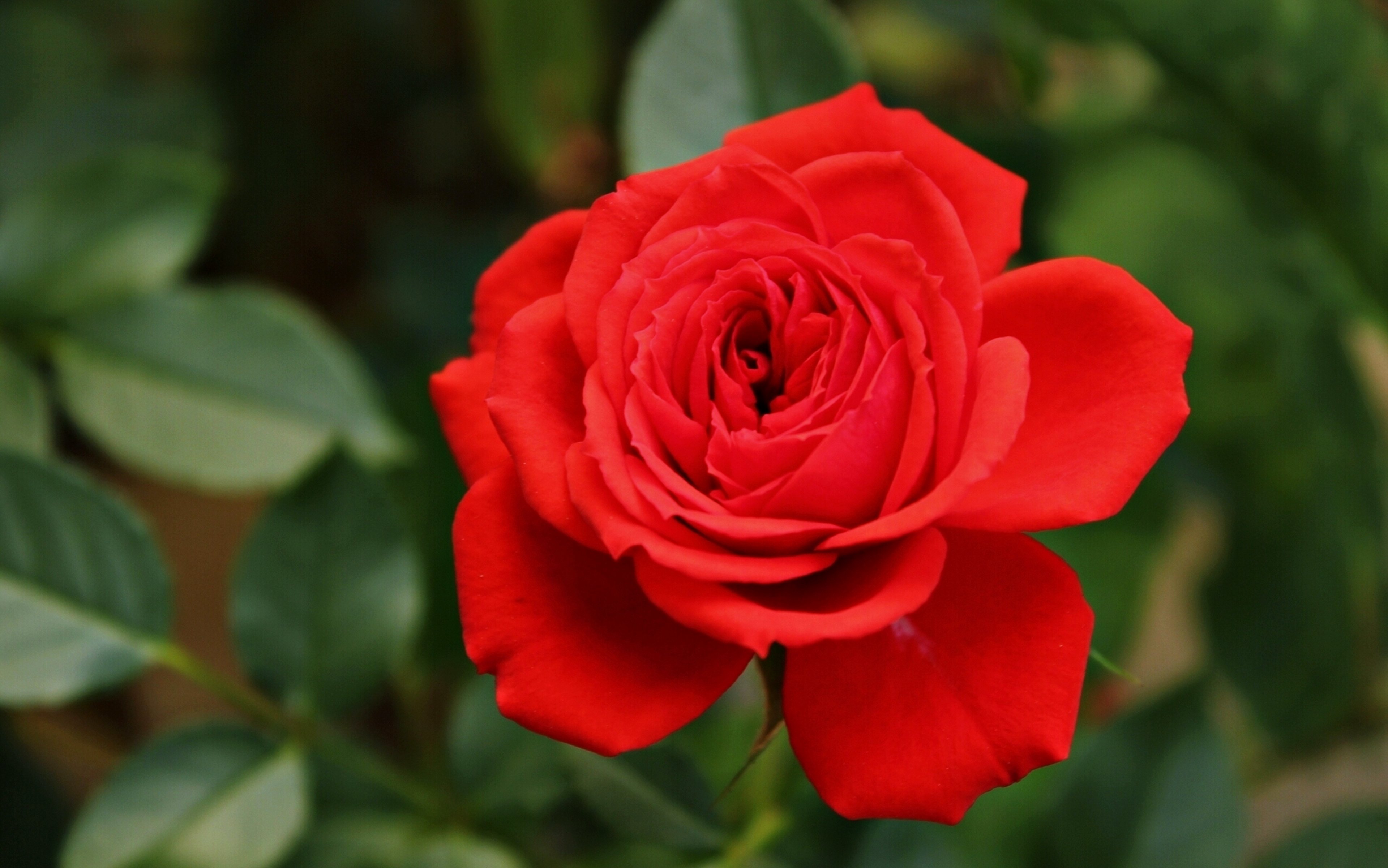 Красненький красная красная. Бутон красной розы. Крупные красные розы. Алые розы фото.