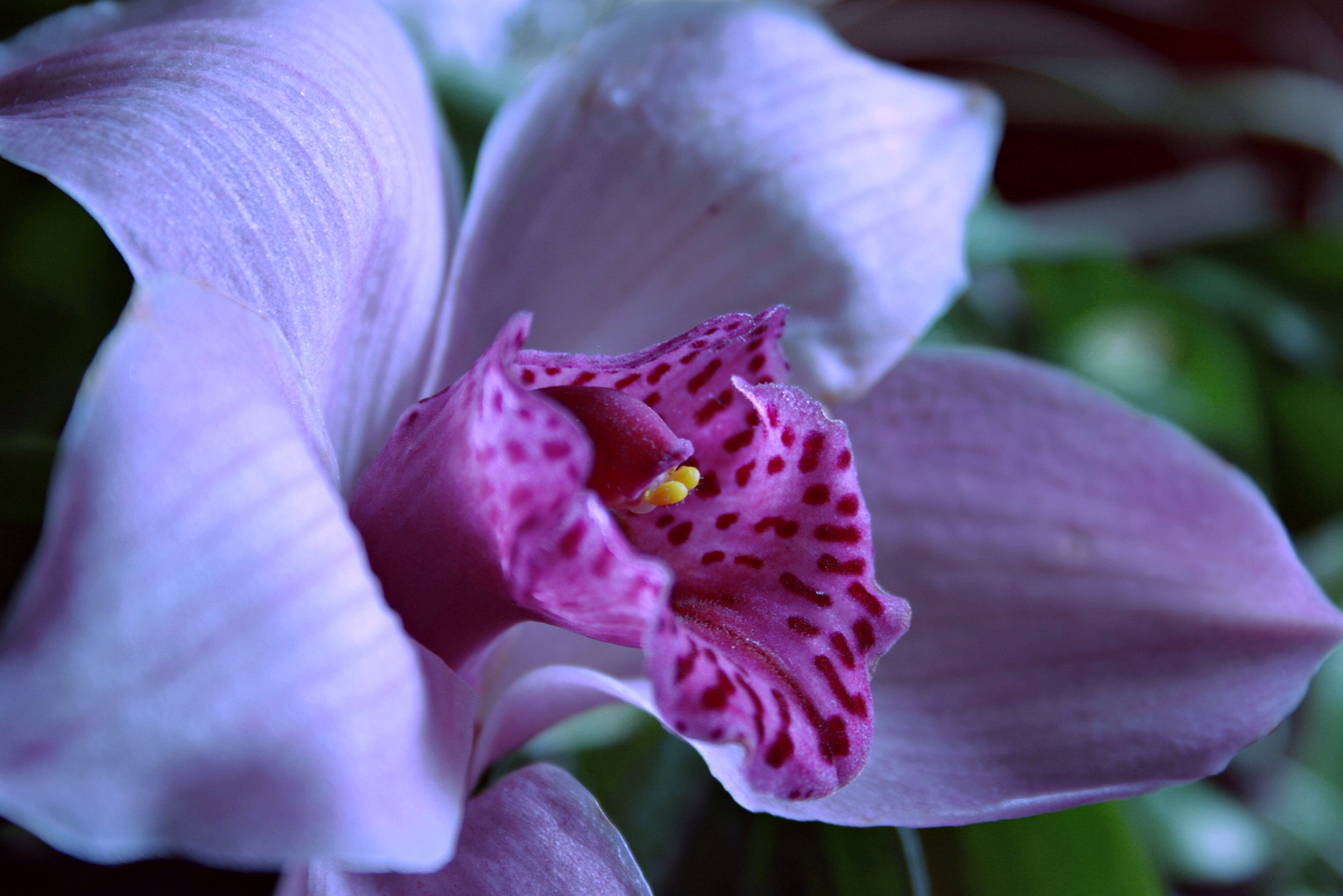 couple, , Landscape, , Flowers, , Happiness, , Life ...