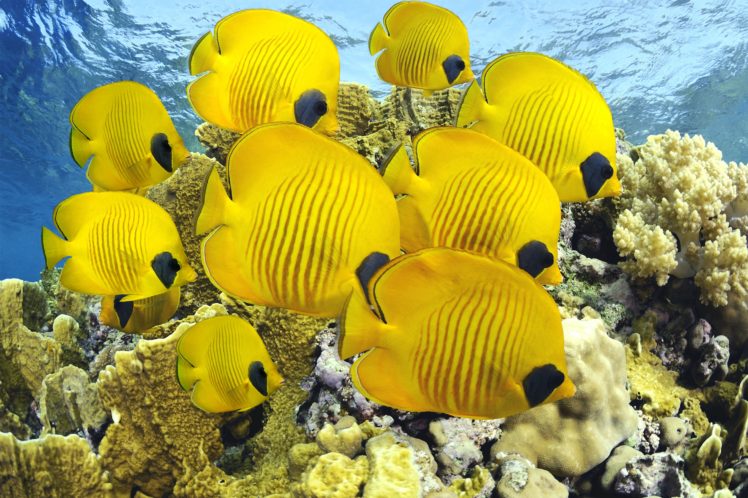 peces angel amarillo animales oceanos naturaleza HD Wallpaper Desktop Background