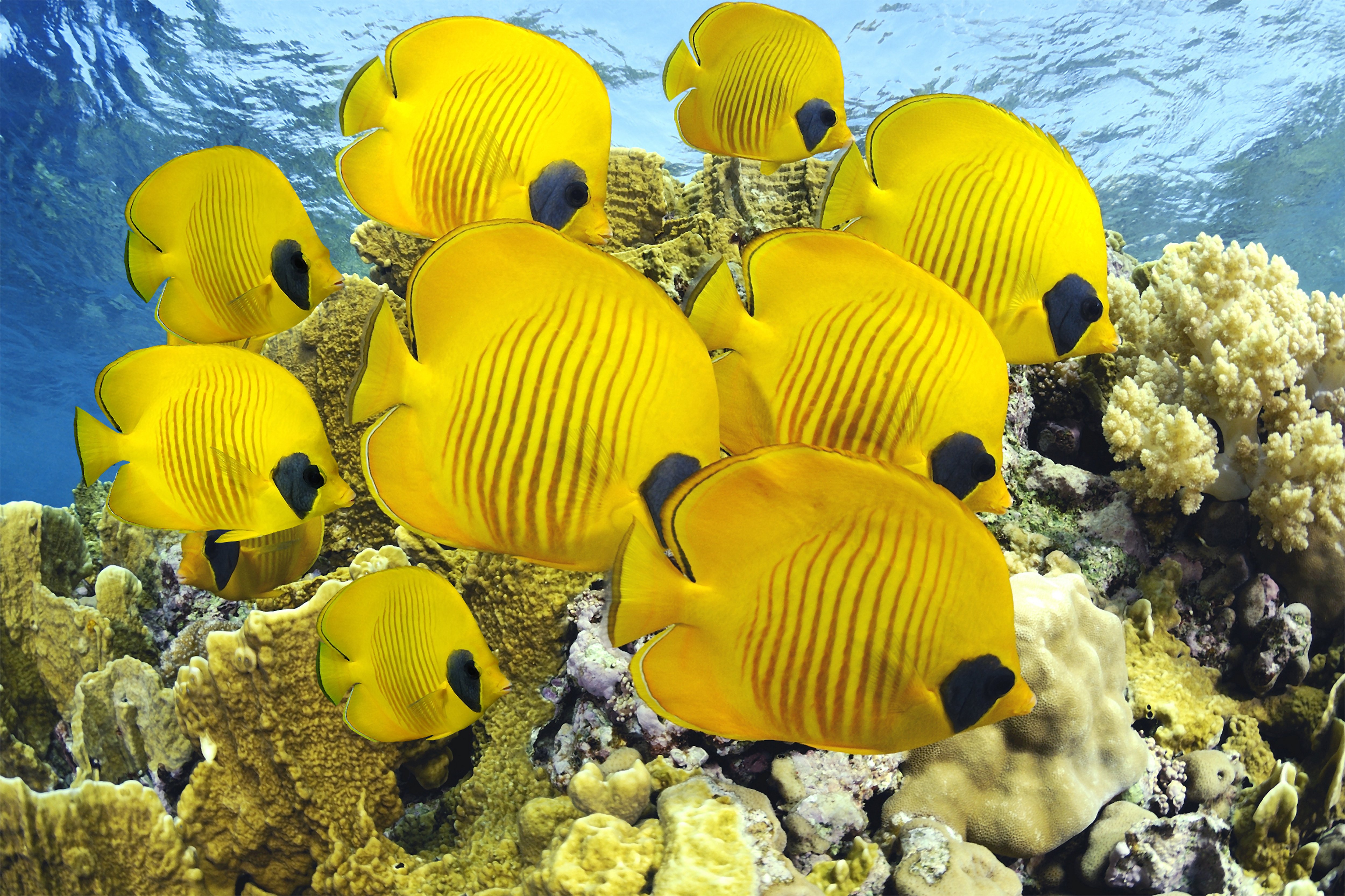 peces angel amarillo animales oceanos naturaleza Wallpaper